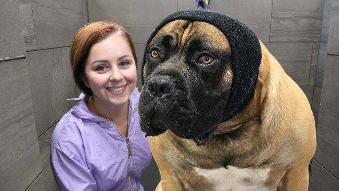 Boerboel Köpek Cinsi Özellikleri ve Bakımı