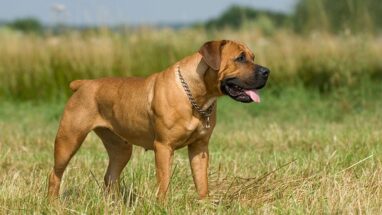 Boerboel Köpek Cinsi Özellikleri ve Bakımı