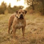 Boerboel Köpek Irkı Bakımı Nasıl Olmalı?