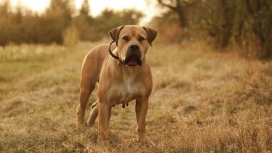 Boerboel Köpek Irkı Bakımı Nasıl Olmalı?