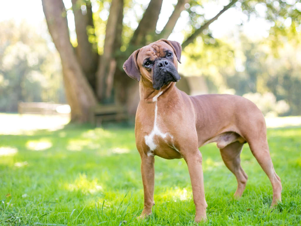 Bokser Köpek Cinsi Özellikleri ve Bakımı