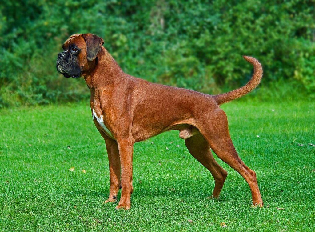 Bokser Köpek Cinsi Özellikleri ve Bakımı