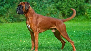Bokser Köpek Cinsi Özellikleri ve Bakımı
