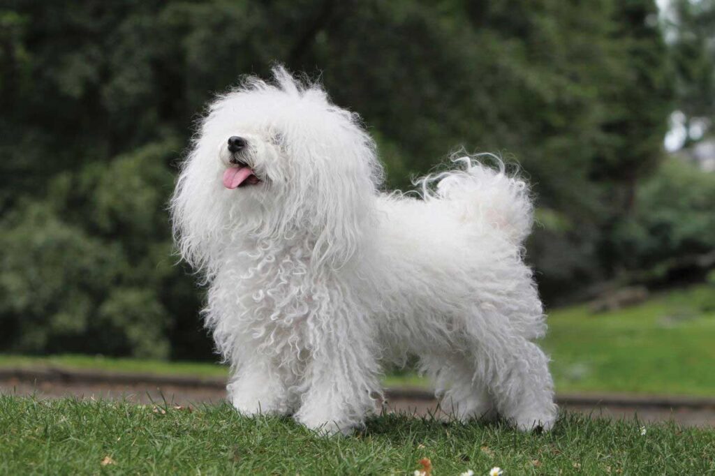 Bolognese Köpek Cinsi Özellikleri ve Bakımı