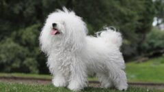 Bolognese Köpek Irkı Özellikleri ve Bakımı