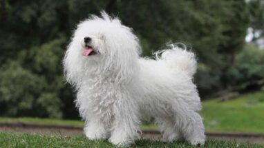 Bolognese Köpek Irkı Özellikleri ve Bakımı