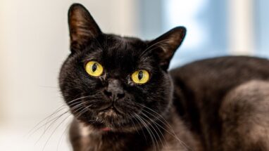 Bombay Cinsi Kedi Özellikleri ve Bakımı