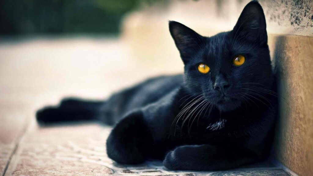 Siyah kedi cinsleri