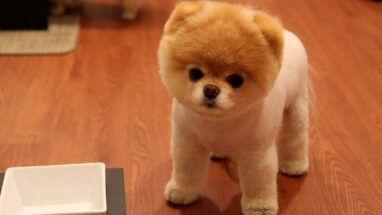 Pomeranian Boo Köpek Özellikleri