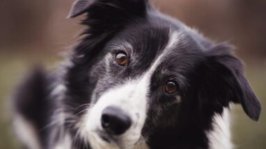 Border Collie Köpek Irkı Bakımı Nasıl Olmalıdır?
