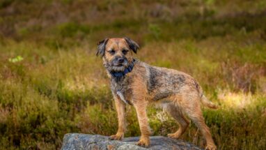 Border Terrier Köpek Cinsi Özellikleri