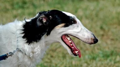 Borzoi Köpek Irkı Tüm Özellikleri, Genel Bakım ve Sağlık Tüyoları