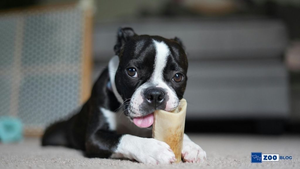 Boston Terrier Bakımı Nasıl Olmalı?