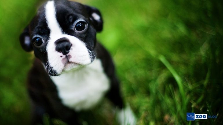 Boston Terrier Bakımı Nasıl Olmalı?