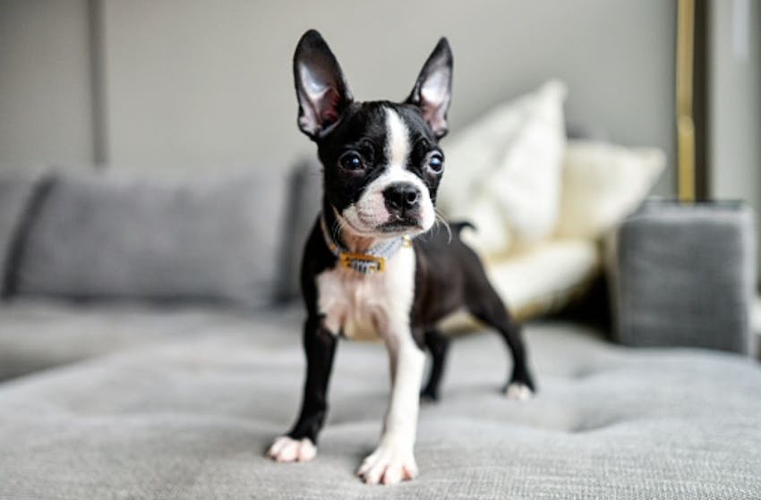 Boston Terrier Köpek Cinsi Özellikleri