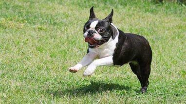 Boston Terrier Köpek Irkı Bakımı Nasıl Olmalı?
