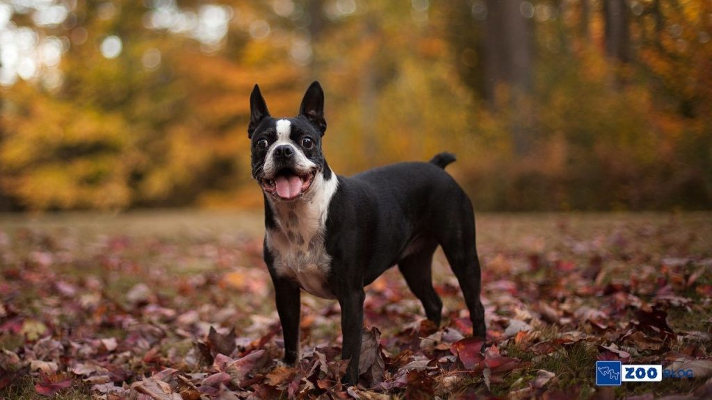 Boston Terrier Köpek Kaç Sene Yaşar?