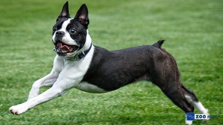 Boston Terrier Köpek Kaç Sene Yaşar?