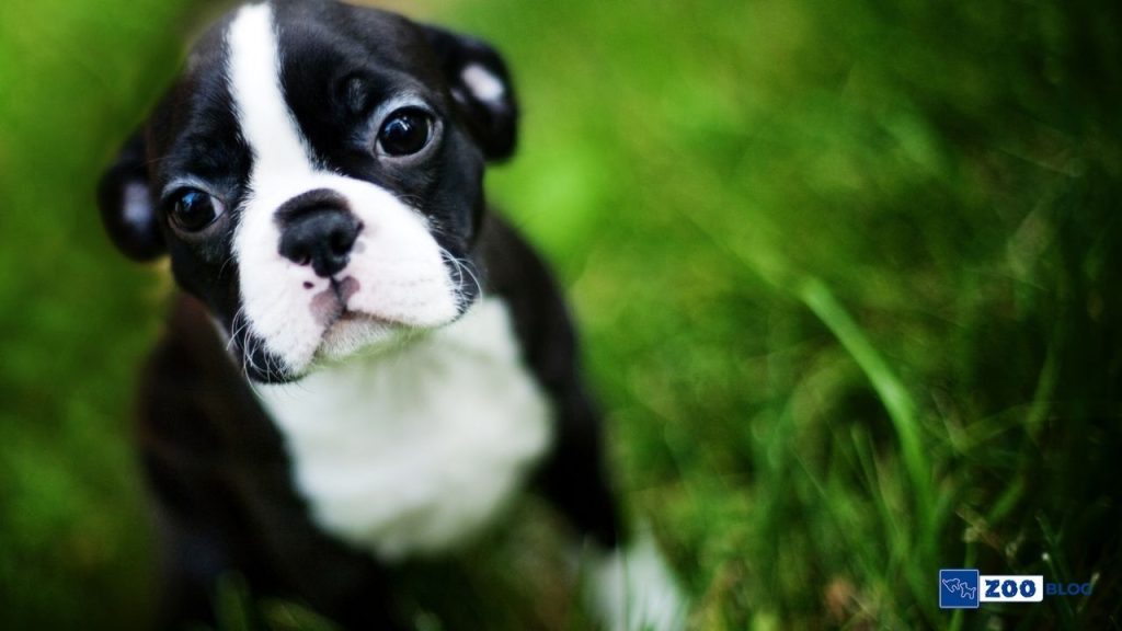 Boston Terrier Köpek Karakteri ve Özellikleri