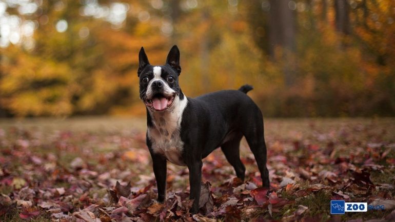 Boston Terrier Köpek Karakteri ve Özellikleri