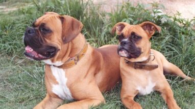 Boxer Köpek Irkı Tüm Özellikleri, Genel Bakım ve Sağlık