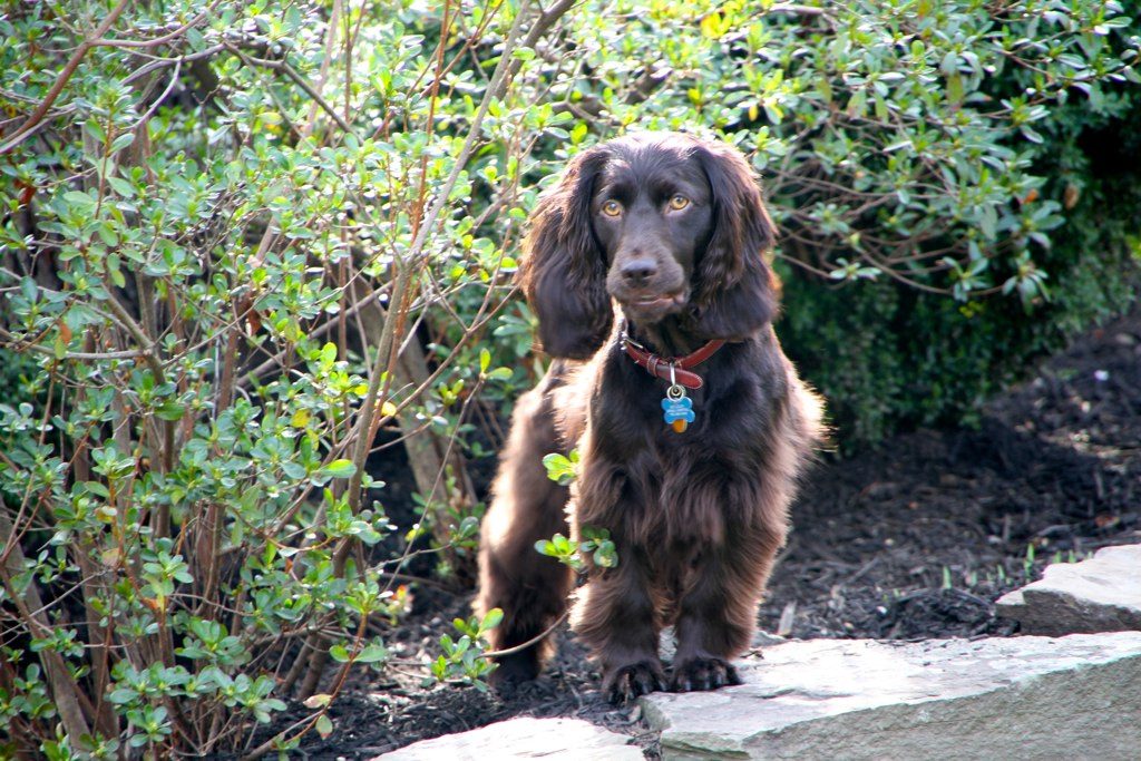 Boykin Spaniel Köpek Cinsi Özellikleri