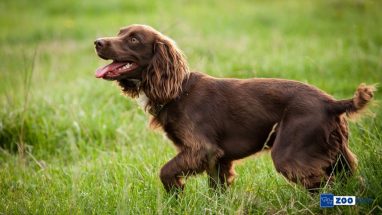 Boykin Spaniel Köpek Kaç Sene Yaşar?