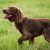 Boykin Spaniel Köpek Karakteri ve Özellikleri