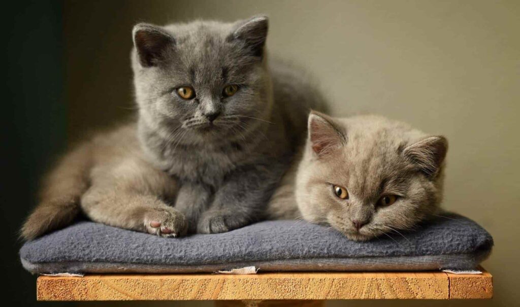 British Kedi Irkı Hakkında 6 Önemli Bilgi