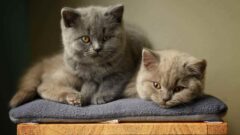 British Kedi Irkı Hakkında 6 Önemli Bilgi