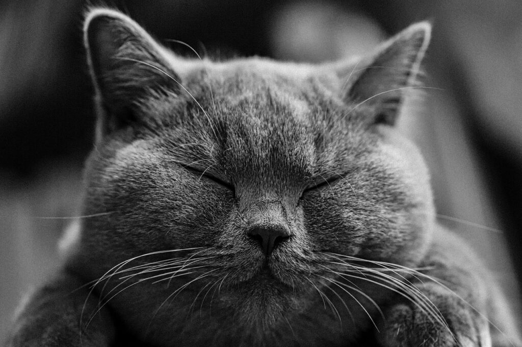British Shorthair Kedi Irkı Özellikleri ve Bakımı