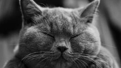 British Shorthair Kedi Irkı Özellikleri ve Bakımı