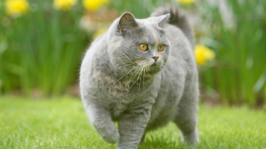 British Shorthair Kedisi Özellikleri ve Bakımı