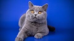 British Shorthair Özellikleri Nelerdir?