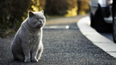 British Kedi Özellikleri Nelerdir?