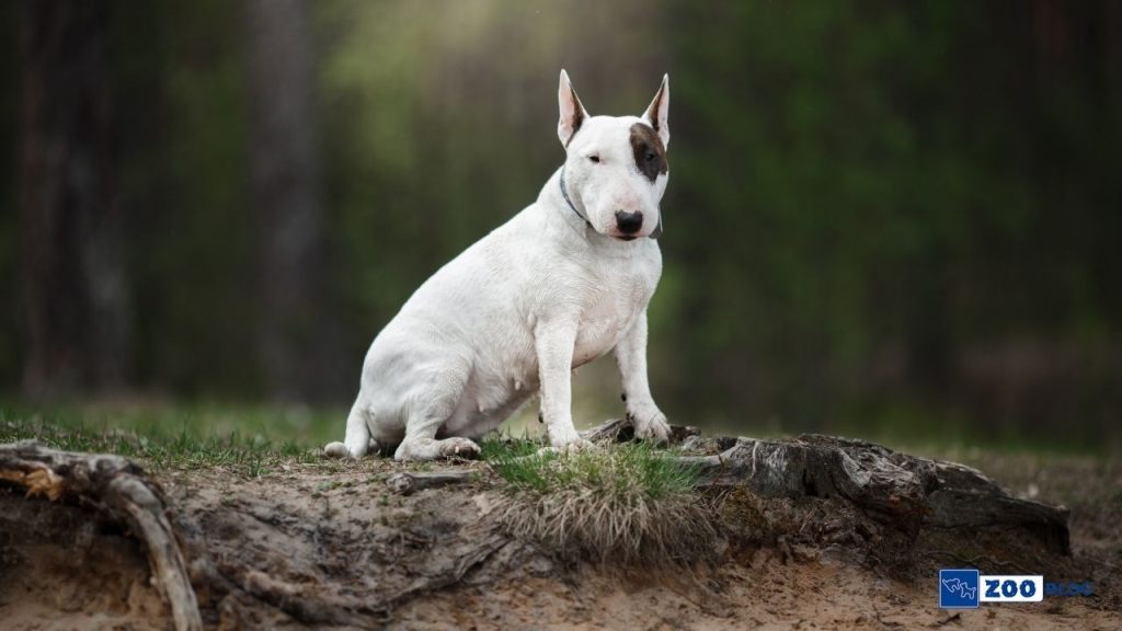 Bull Teriyer Köpek Ne Yer? Bull Teriyer Köpek Ne Yer?
