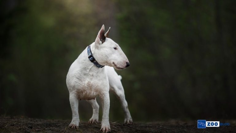 Bull Teriyer Köpek Ne Yer?