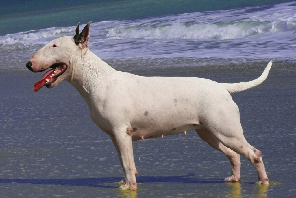 Bull Terrier Köpek Cinsi Özellikleri