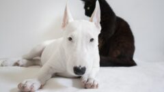 Bull Terrier Köpek Özellikleri ve Bakımı