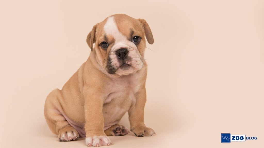 Bulldog Köpek Ne Yer
