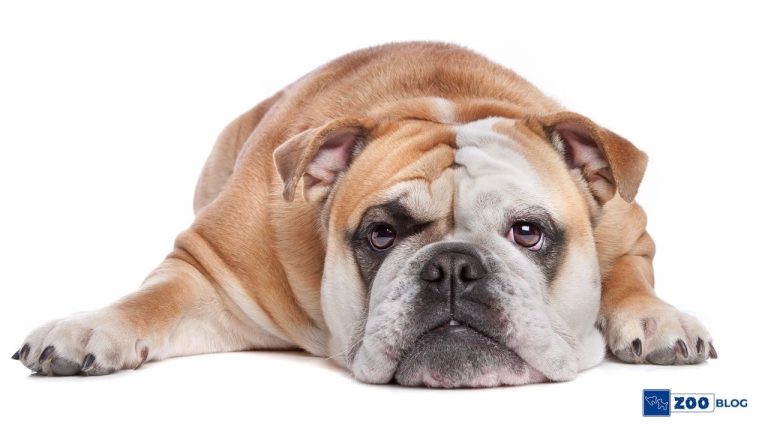 Bulldog Köpek Ne Yer? Ne ile Beslenir?