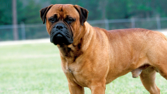 Bullmastif Köpek Özellikleri