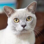 Burmese Kedi Irkı Bakımı Nasıl Olmalı?