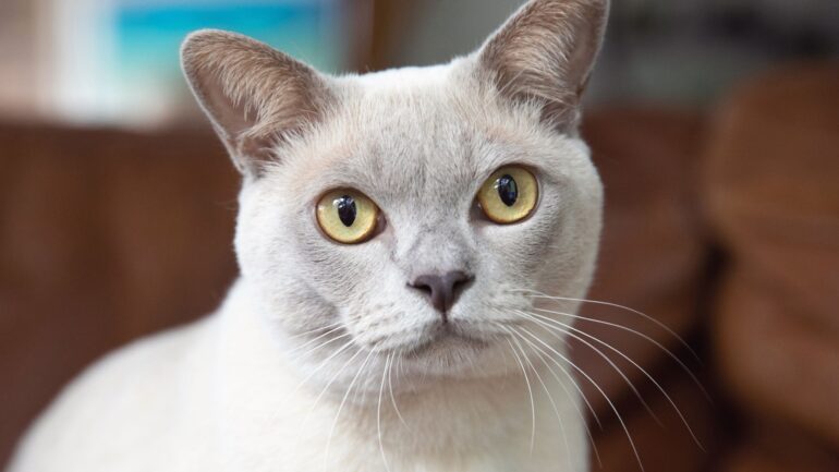 Burmese Kedi Irkı Bakımı Nasıl Olmalı?