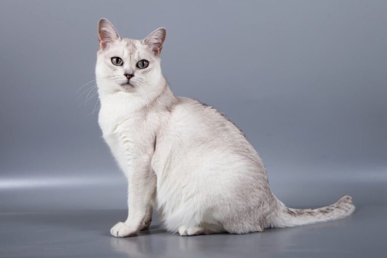 Burmilla (Silver Burmese) Kedi Irkı Özellikleri, Bakımı ve Beslenme