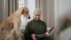 16 Maddede En Popüler Büyük Irk Köpekler