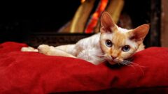 7 Maddede Büyük Kulaklı Kedi Irkları