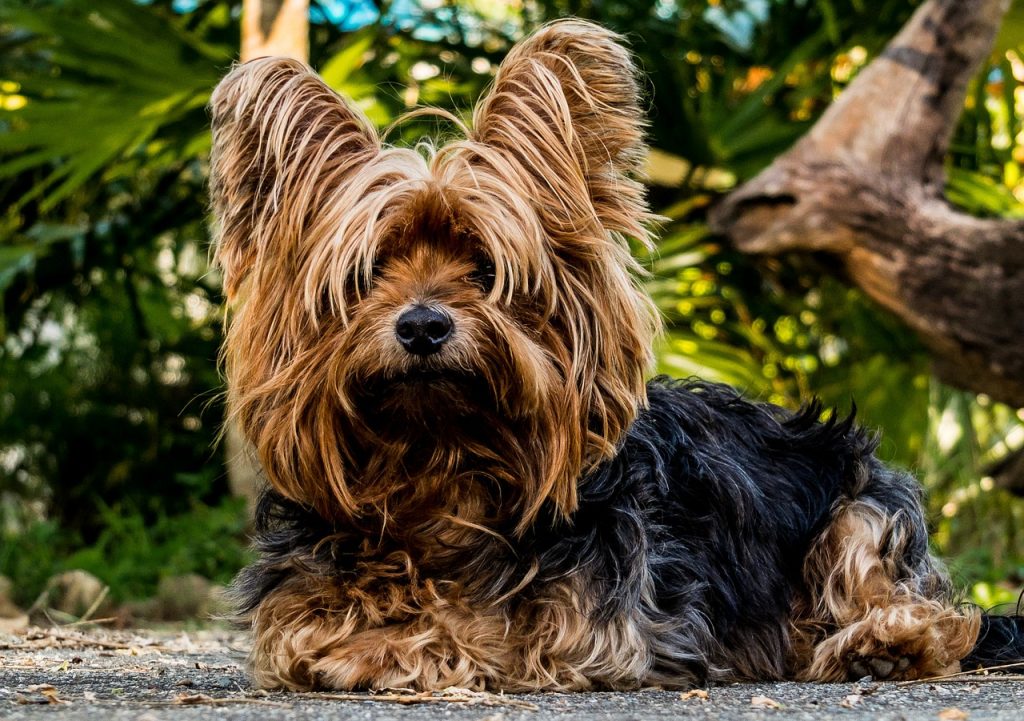 6 Maddede Büyümeyen Köpek Cinsleri