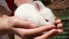5 Maddede Büyümeyen Tavşan Cinsleri