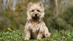 Cairn Terrier Köpek Özellikleri